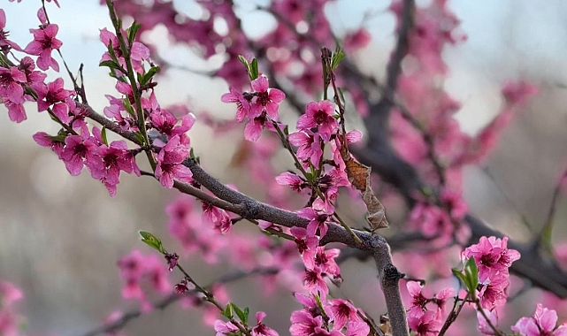 Iğdır&#039;da Baharın Renkleri Şeftali Çiçekleriyle Taçlandı: Doğa Bir Kez Daha Büyülüyor