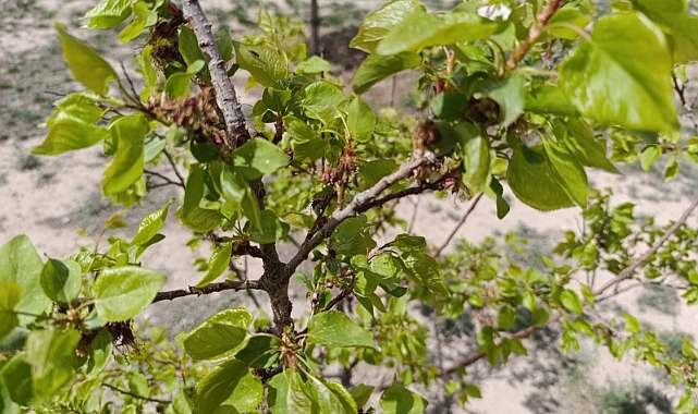 Iğdır&#039;da Kayısı Üreticilerine Uyarı: Çil Hastalığına Karşı İlaçlama Zamanı!
