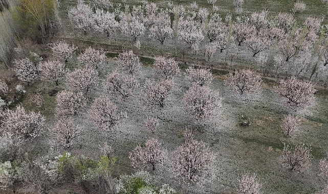 Iğdır&#039;ın Beyaz Gelinliği: Çiçek Açan Kayısı Ağaçları Kartpostallık Manzaralar Sunuyor