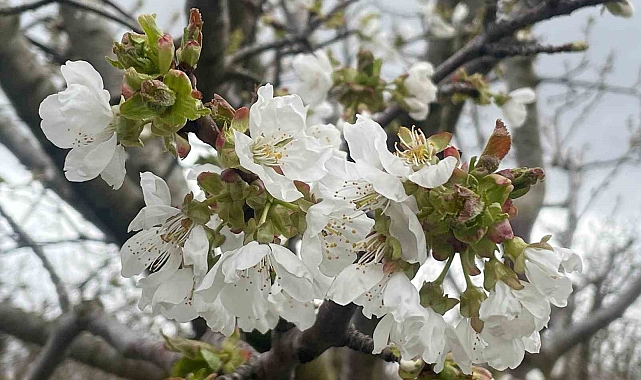 İhracatlık Kiraz Üreticilerine İlaçlama Uyarısı