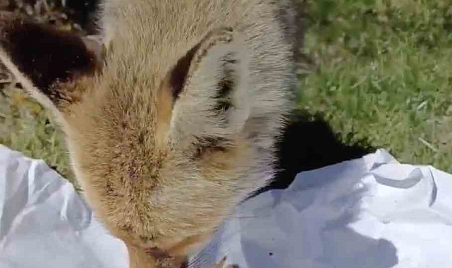 İhsangazi Ormanlarında Sürpriz Misafir: Piknikçiler Tilkiyi Elle Besledi