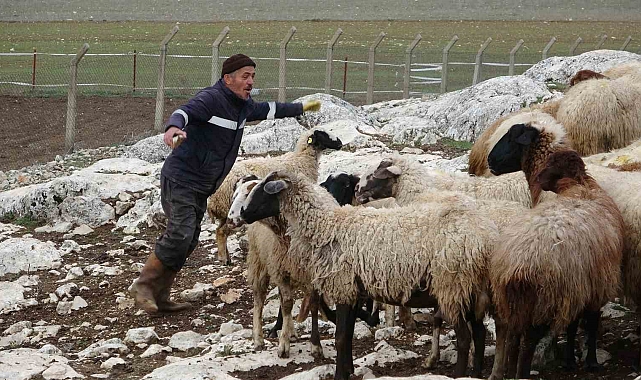 Ispartalı çobanın başı kurtlarla dertte: 1 yılda 6 hayvanı telef oldu