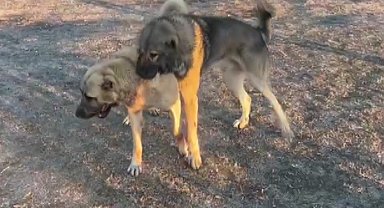 Kahramanmaraş'ta Kaydedilen Köpek Dövüşü Görüntüleri Büyük Tepki Çekti