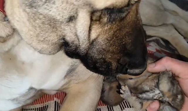 Kangal Köpeği Tavşan Yavrularını Sahiplendi