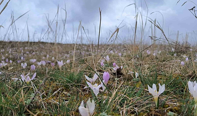 Kars&#039;ta Baharın Müjdecisi Kardelenler Açtı: Akyaka Doğada Uyanış Şöleni Yaşıyor