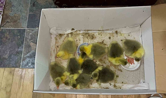 Kars&#039;ta Kaz Yavruları Sevinci: İlk &quot;Bilikler&quot; Dünyaya Geldi