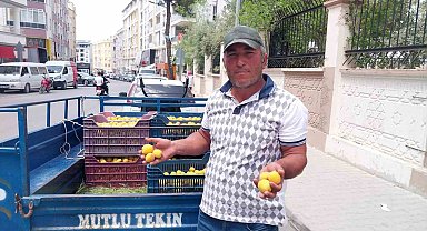 Kayısıda ilk hasat yapıldı: 500 TL'den alıcı buldu