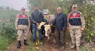 Kilis'te Büyükbaş Hayvan Hırsızları Jandarmadan Kaçamadı: 1 Tutuklama