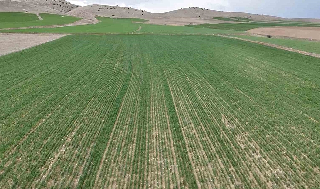 Kırıkkale Çiftçisi Yağmurla Sevindi: Kuraklık Endişesi Yerini Umuda Bıraktı