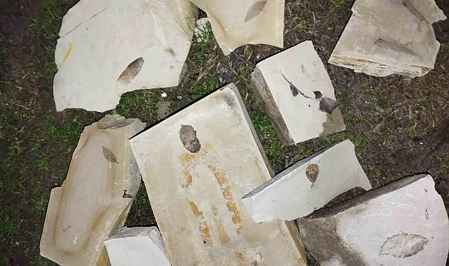 Kuşadası&#039;nda 15 Milyon Yıllık Yaprak Fosilleri Keşfedildi