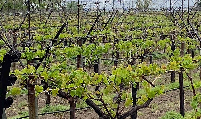 Manisa Sarıgöl&#039;de Nisan Yağmurları Üreticileri Sevindirdi