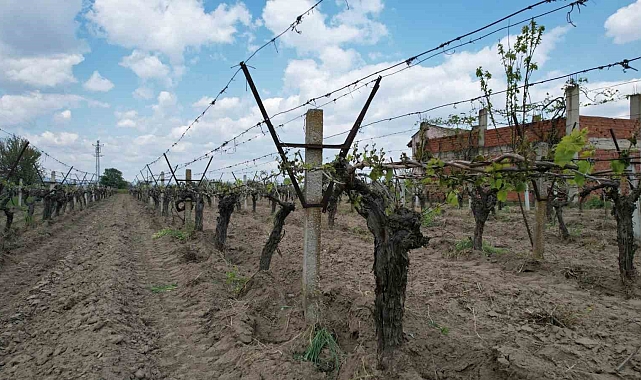 Manisa&#039;da Zirai Don Felaketi: Üzüm Bağlarında Yüzde 100&#039;e Varan Zarar