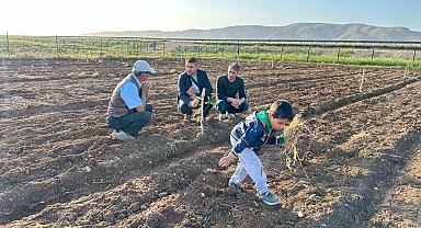 Midyat ve Nusaybin'de Fıstık Yetiştiriciliği Yükselişte
