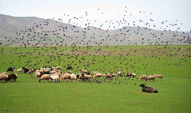 Muş Ovası&#039;nda Bahar Coşkusu: Kuzular ve Kuşlar Huzur Veriyor