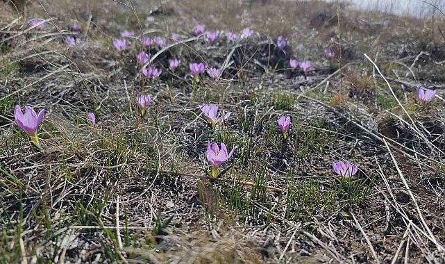 Nemrut Kalderası&#039;nın mor çiğdemleri çiçek açtı