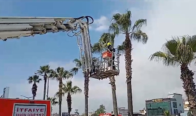 Palmiye Ağacında Mahsur Kalan Kedi İtfaiye Ekiplerince Kurtarıldı