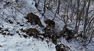 Pülümür'de Kış Uykusundan Uyanan Ayılar Yiyecek Arayışında Görüntülendi