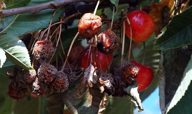 Samsun&#039;da Sert Çekirdekli Meyve Üreticilerine &#039;Çiçek Monilyası&#039; Uyarısı