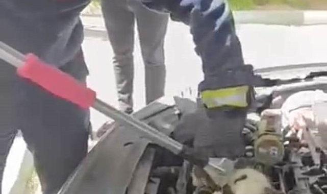 Şanlıurfa&#039;da Otomobil Motorunda Doğan 5 Yavru Kedi İtfaiye Tarafından Kurtarıldı