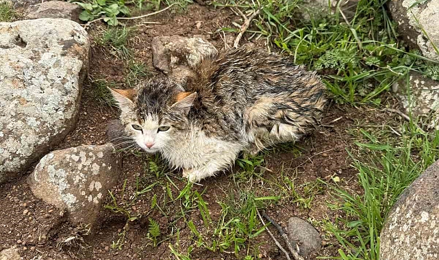 Siverek&#039;te Duyarlı Köylü Harekete Geçti: Derede Mahsur Kalan Kedi Kurtarıldı