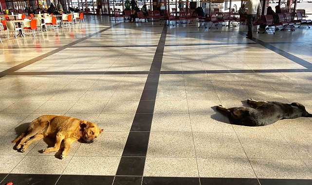 Soğuk Hava Sokak Köpeklerini Otogara Sığındırdı: Yolcuların Duyarlılığı Takdir Topladı
