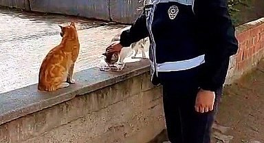 Sungurlu'da Ağaçta Mahsur Kalan Kedi Polis ve İtfaiye İşbirliğiyle Kurtarıldı