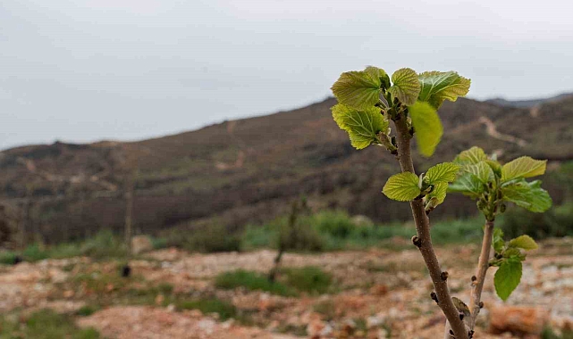 Tekirdağ&#039;da Zehirli Tırtıl Alarmı: Uzun Konvoylar Endişe Yarattı