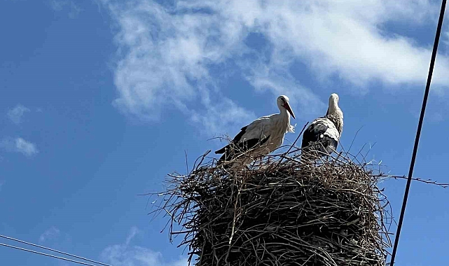 Tepecik Köyü&#039;nün Asırlık Misafirleri: Leylekler 70 Yıldır Aynı Yuvada
