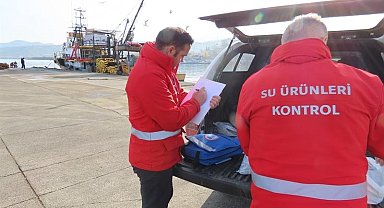 Trabzon'da Balık Sezonu Bilançosu: 16 Ton Hamsiye El Konuldu, Milyonluk Ceza Kesildi