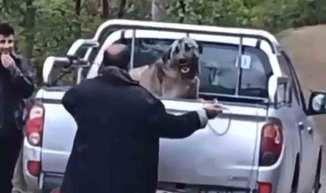 Trabzon&#039;da Kamyonet Kasasında Köpeğe Şiddet Uygulayan Şahıs Gözaltına Alındı