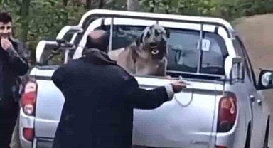 Trabzon'da Kamyonet Kasasında Köpeğe Şiddet Uygulayan Şahıs Gözaltına Alındı
