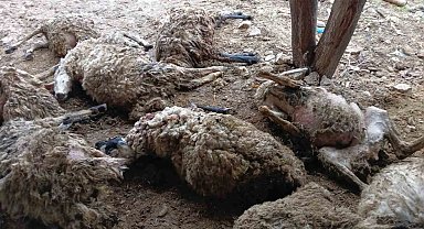 Tunceli'de izdiham oluşan ağılda 11 koyun telef oldu