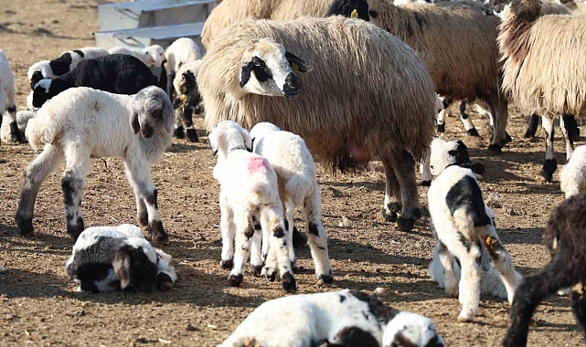 Tunceli&#039;de köyde şap karantinası