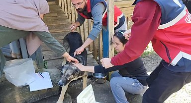Türkeli'de Sahipli Köpeklere Mikroçip Uygulaması Devam Ediyor