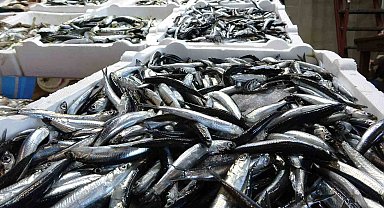 Türkiye'den Hamsi İhracatında Rekor Döviz Geliri: Belçika Zirvede