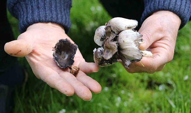 Uzmanlardan Uyarı: &quot;Bilinçsiz Mantar Tüketimi Öldürüyor&quot;