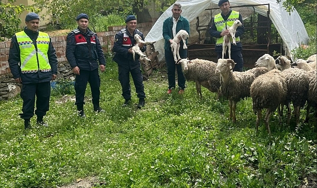 Yenipazar Jandarması Kayıp Koyunları Sevinçle Buluşturdu