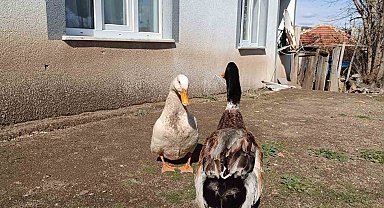 Yozgat'ta Adam ve Evcil Ördeğinin Sıra Dışı Dostluğu