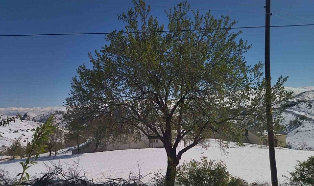 Ziraat Mühendisi Yüce&#039;den Don Uyarısı: &quot;Topraktaki Buz Çözülmeden Budama Yapmayın&quot;