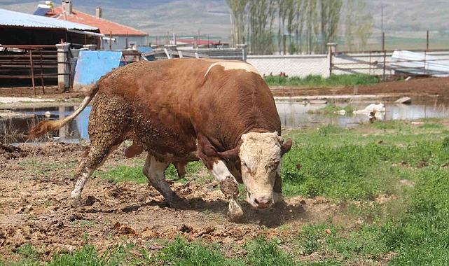 1 ton 250 kilogramlık Tosun, fiyatıyla dudak uçuklatıyor
