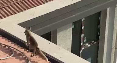Adıyaman'da Çatıdaki Tilki İtfaiyeyi Harekete Geçirdi