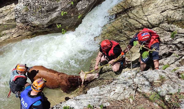 Ağlı&#039;da Kayalıklardan Yuvarlanan Dana AFAD Ekiplerince Kurtarıldı