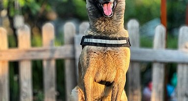 AKUT'un Kahraman Köpeği Bob Hayatını Kaybetti
