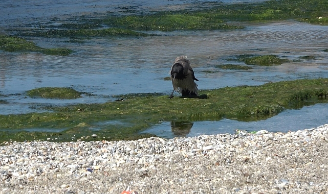 Alanya Sahilinde Kurnaz Karga Balık Hırsızlığı Yaptı, O Anlar Kamerada