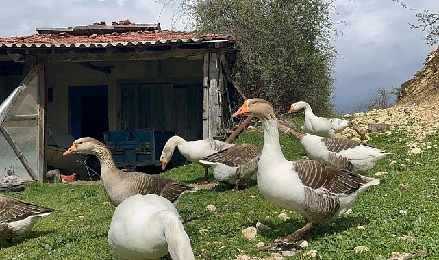 Almanya'dan Kars'a Dönen Ufuk Güner, Kaz Tüyü İşinde Büyük Başarı Yakaladı
