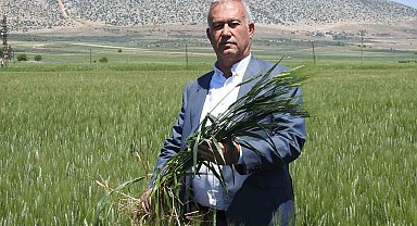 Araban Ovası'nda Buğday Bereketi: 100 Bin Ton Rekolte Bekleniyor