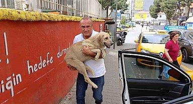 Aydınlı Taksiciden Örnek Davranış: Hasta Sokak Köpeğini Veterinere Yetiştirdi