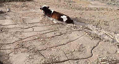 Bayburt'ta Korkunç İddia: Kurbanlık Düve Asitli Betona Saplandı, Vücudunda Yanıklar Oluştu