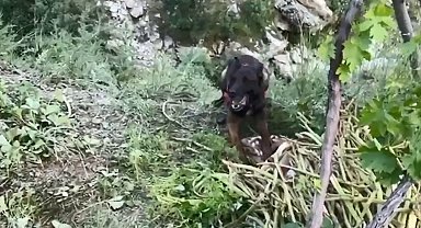 Bitlis'te Dere Kenarına Gizlenmiş 18 Kilo Esrar Dedektör Köpek Tarafından Bulundu
