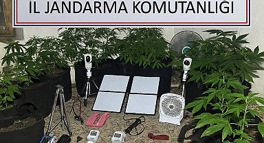 Bozdoğan'da Uzaktan Kontrollü Kenevir Serasına Jandarma Baskını